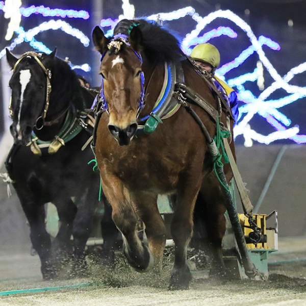 【早い者勝ち】 aimeine エメイン　ゴールドモチーフポインテッドミュール ゴールドモチーフポインテッドミュール｜PETAL ONLINE（ペタルオンライン）