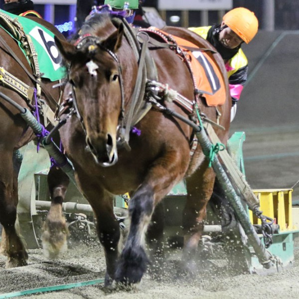 新品　未開封　ばんえい競馬　十勝　ばんえいグランプリ　法被　和　祭り　日本　赤 新品 未開封 ばんえい競馬 十勝 ばんえいグランプリ 法被 和