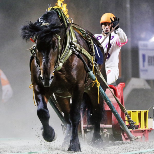 競馬 歴代ばんえい最強馬投票優勝馬 鈴木恵介騎手直筆サイン木箱 証明書入り蹄鉄 7月25日（日）メインレース騎手コメント センゴクエース号 | 【公式