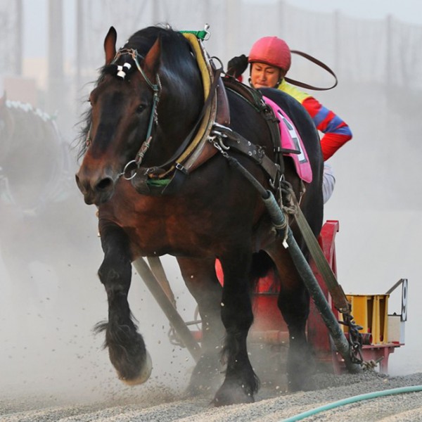 競馬 2019ばんえい最優秀馬 長澤幸太騎手直筆サイン木箱 本物証明書入り蹄鉄 2025年最新】蹄鉄 ばんえいの人気アイテム - メルカリ