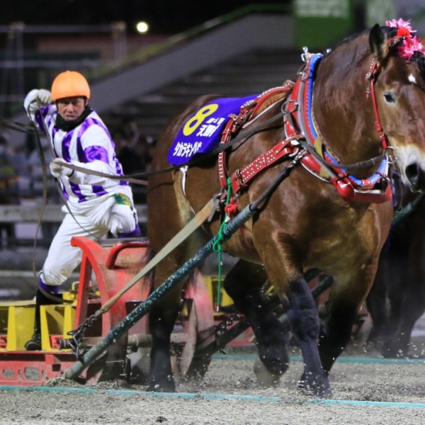 ハーモニーキングダム　馬 第18回天馬賞」（BG1）の結果 | 【公式】ばんえい十勝