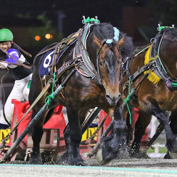 馬上杯 第19回ばんえい十勝オッズパーク杯」（BG2）の結果 | 【公式】ばんえい十勝
