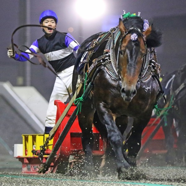 早いもの勝ち！ フューエル ポンプ 汎用 燃料 ポンプ 12V Fuel pumps for For Honda