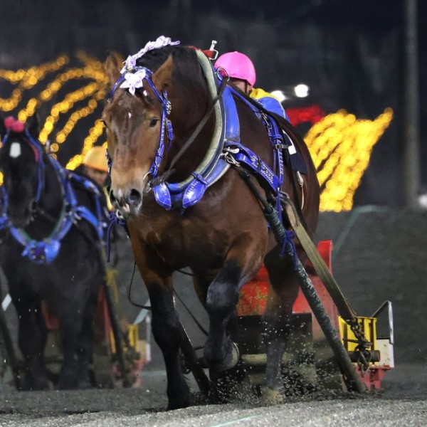 第50回ばんえい菊花賞」（BG2）の結果 | 【公式】ばんえい十勝